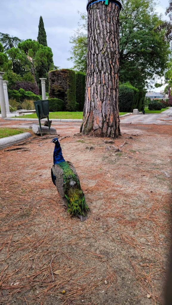 peacock in el retiro park in madrid