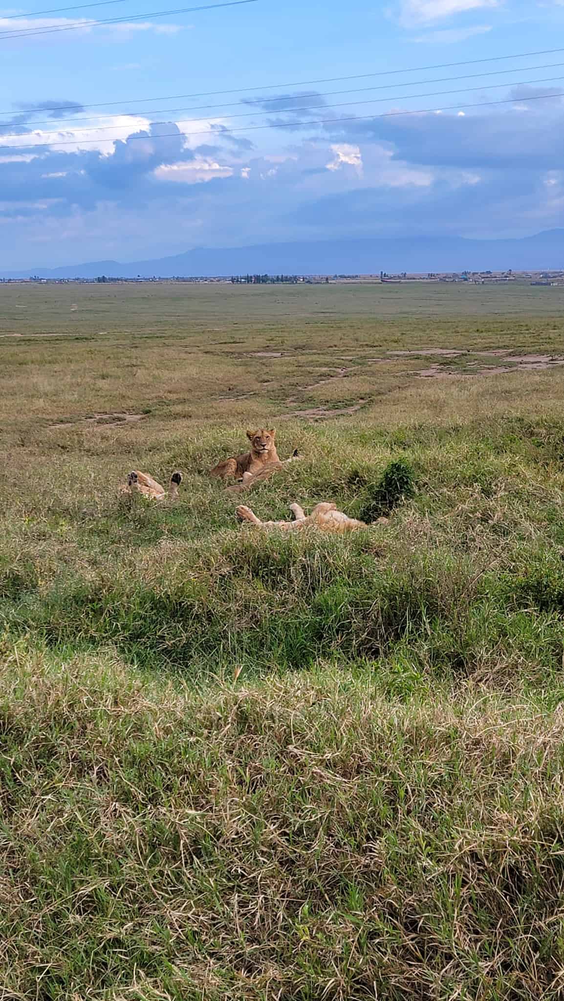 3 lions sitting down in the grass in kenya