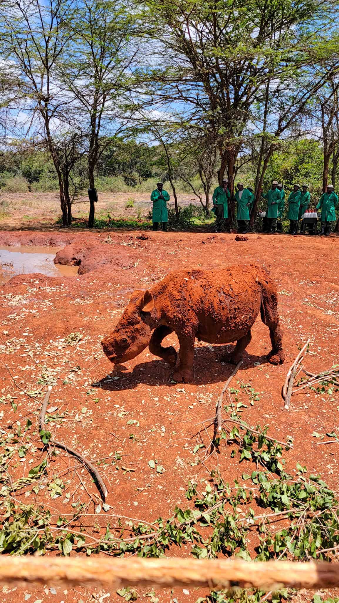 a baby rhyno in kenya