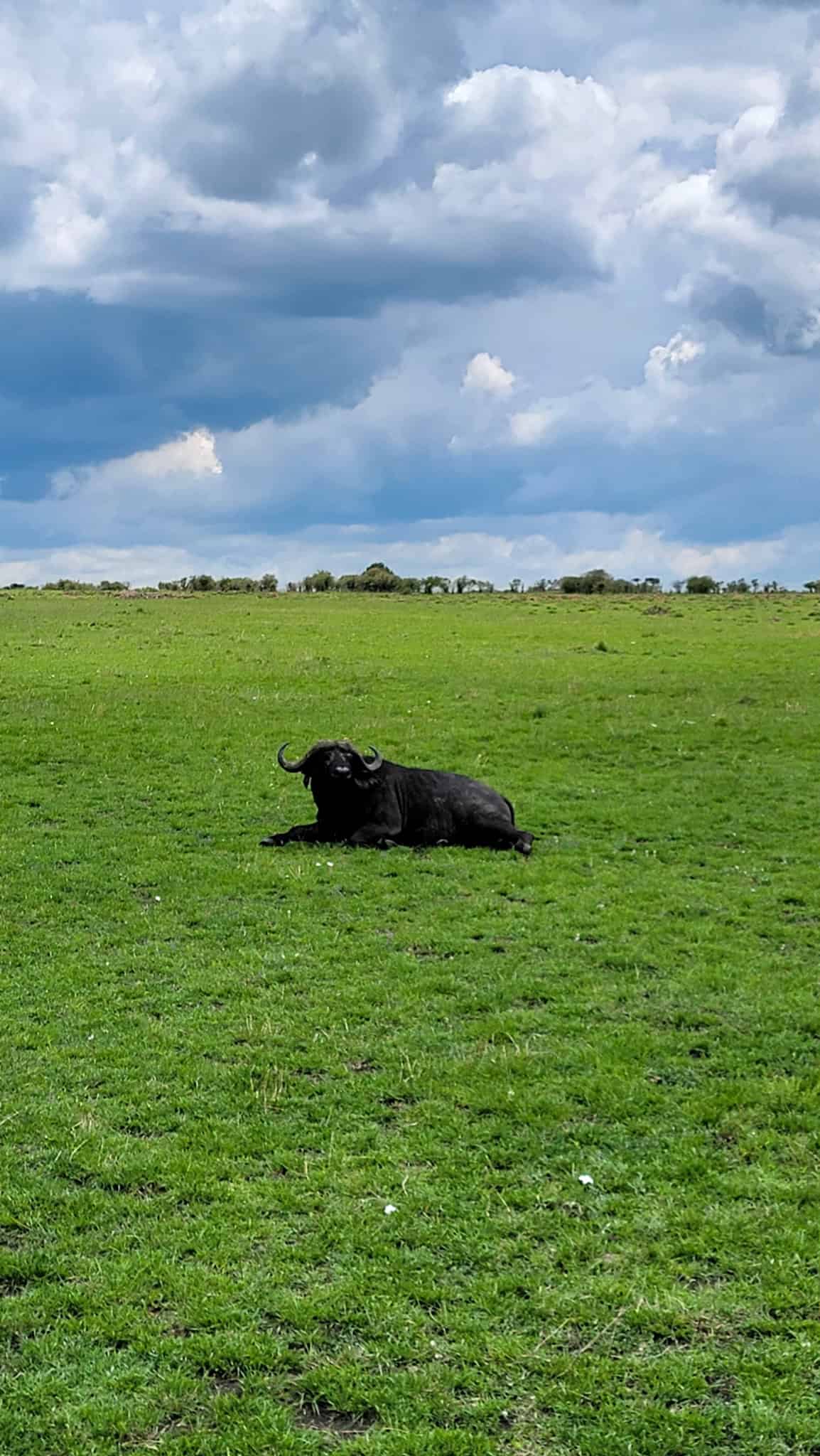 a buffalo sitting in a green field in kenya