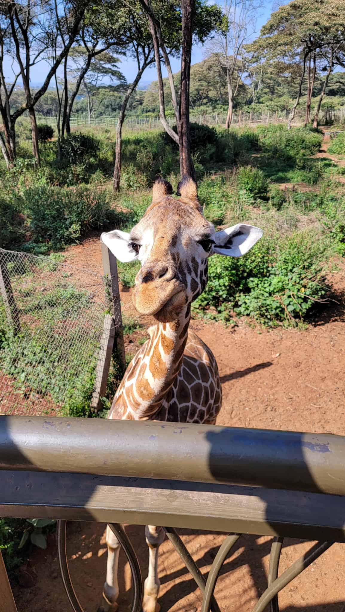 a giraffe at the giraffe centre in nairobi, a must visit place on a kenya itinerary