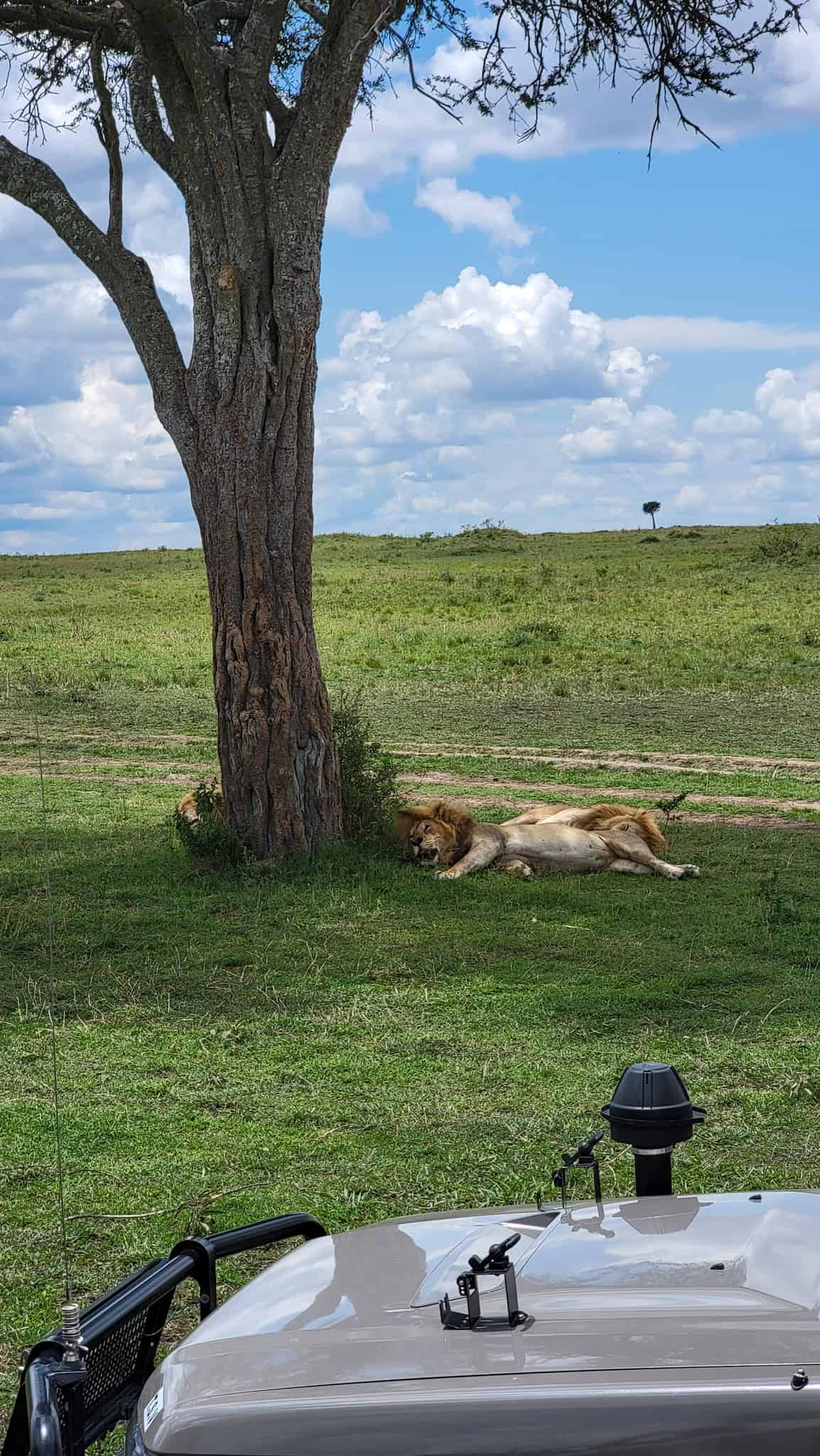 a lion sleeping under a tree in kenya