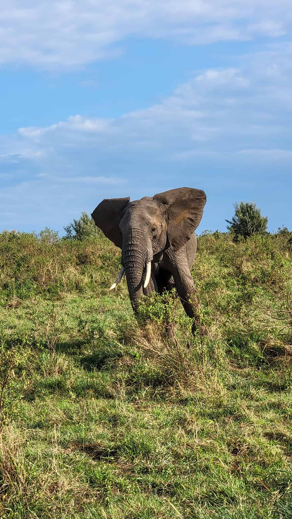 an elephant in a national park in kenya