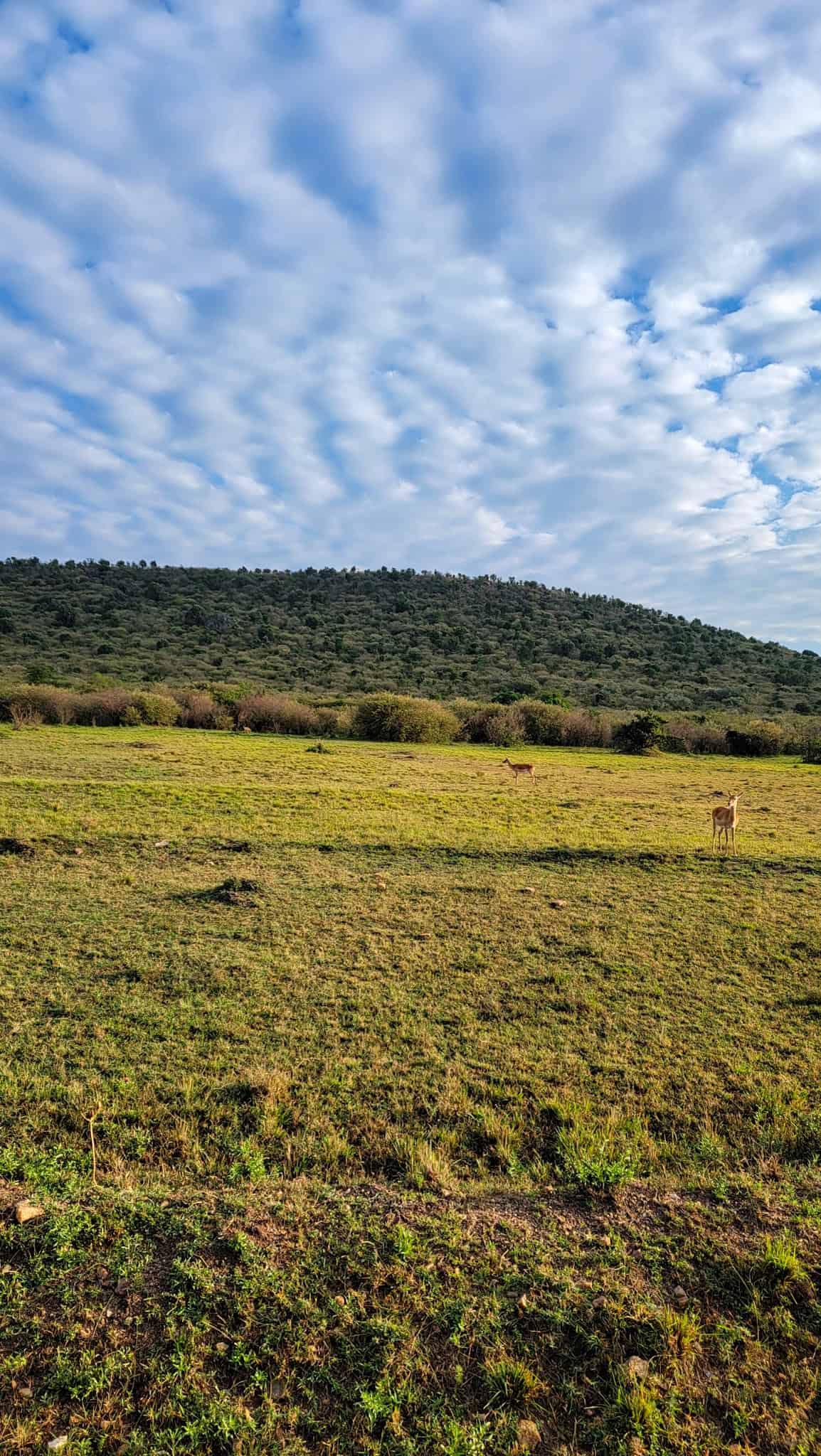 an impala in a national park in kenya