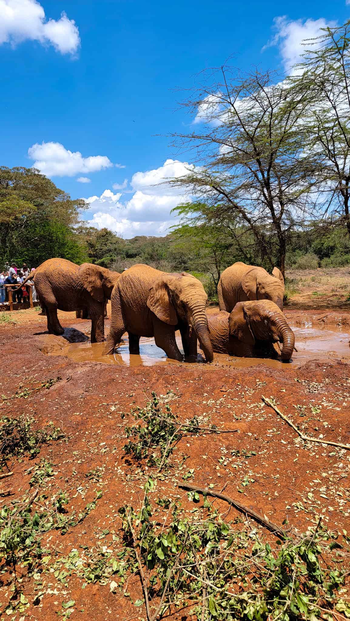 elephants playing in the mud in kenya