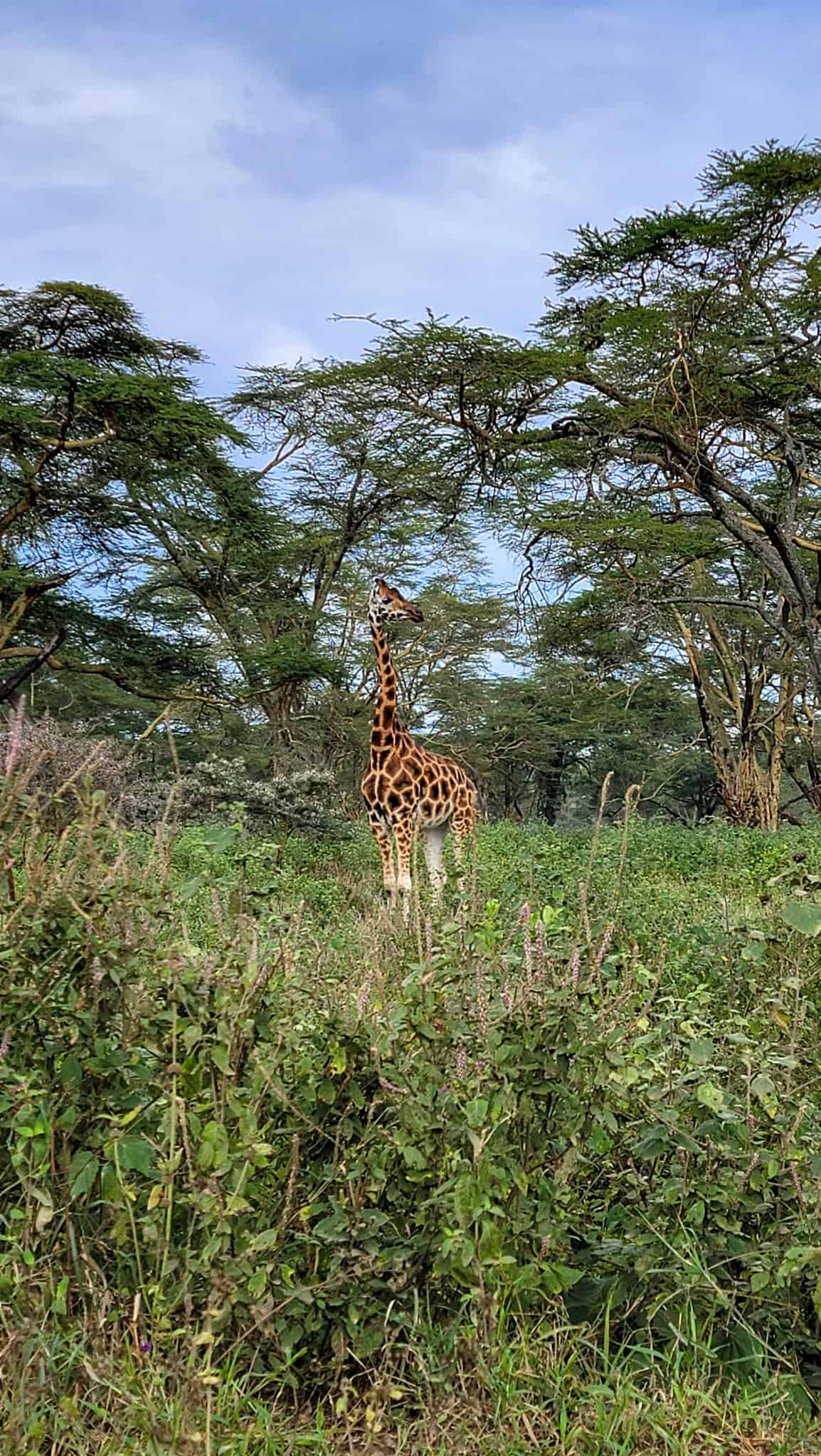 giraffe in the lake nakuru national park