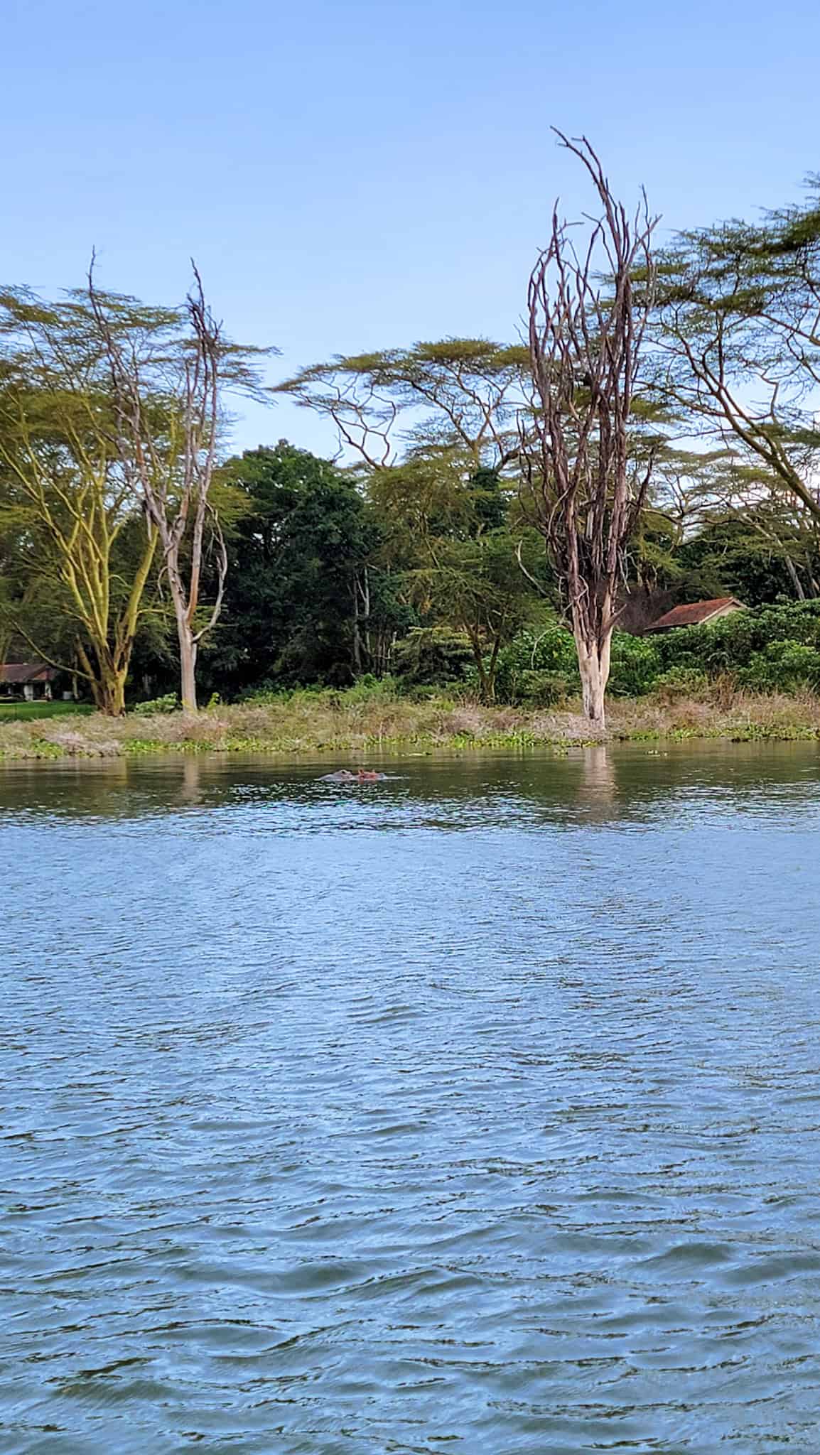 hippos in lake naivasha