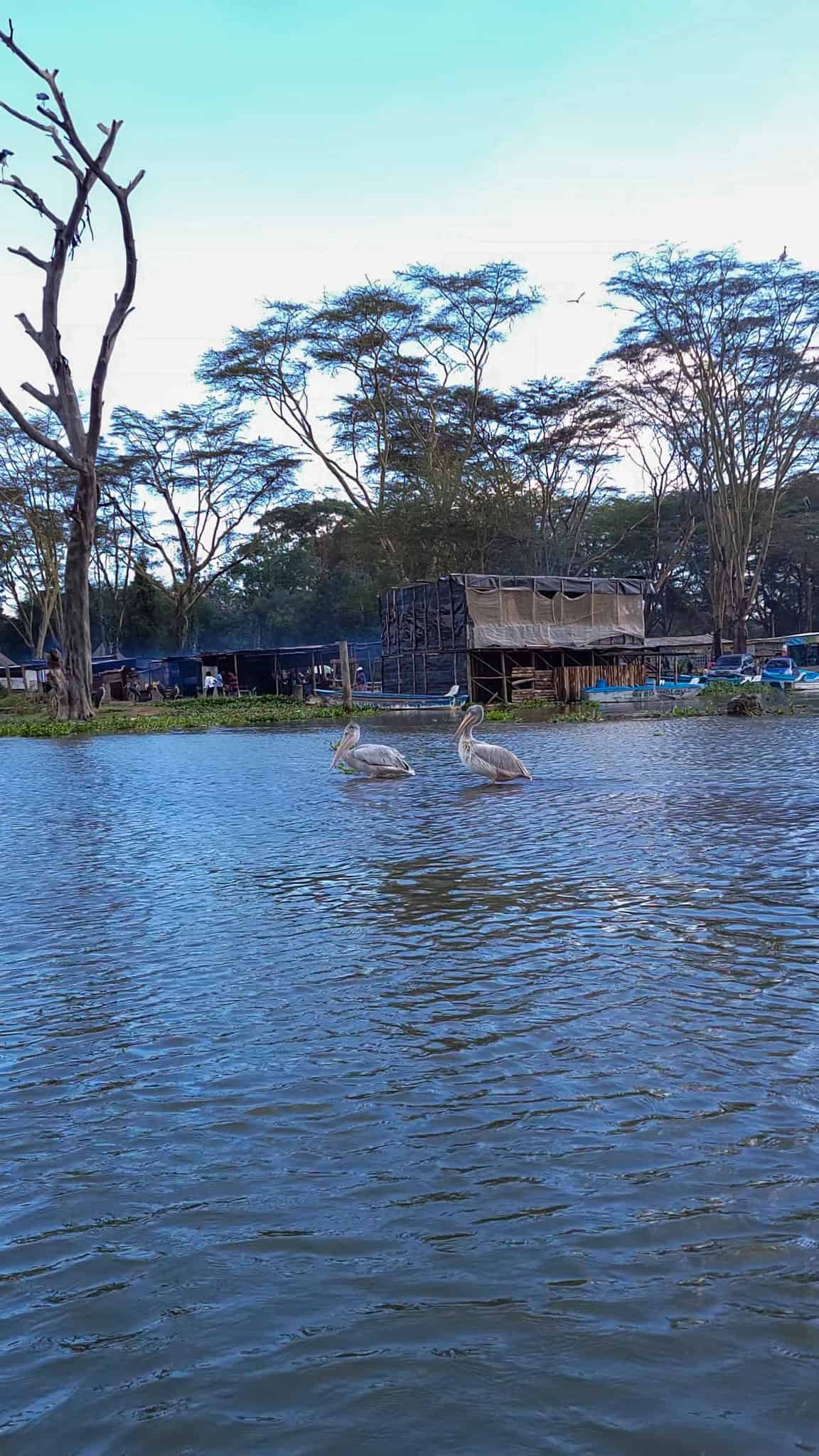 pelicans in lake naivasha