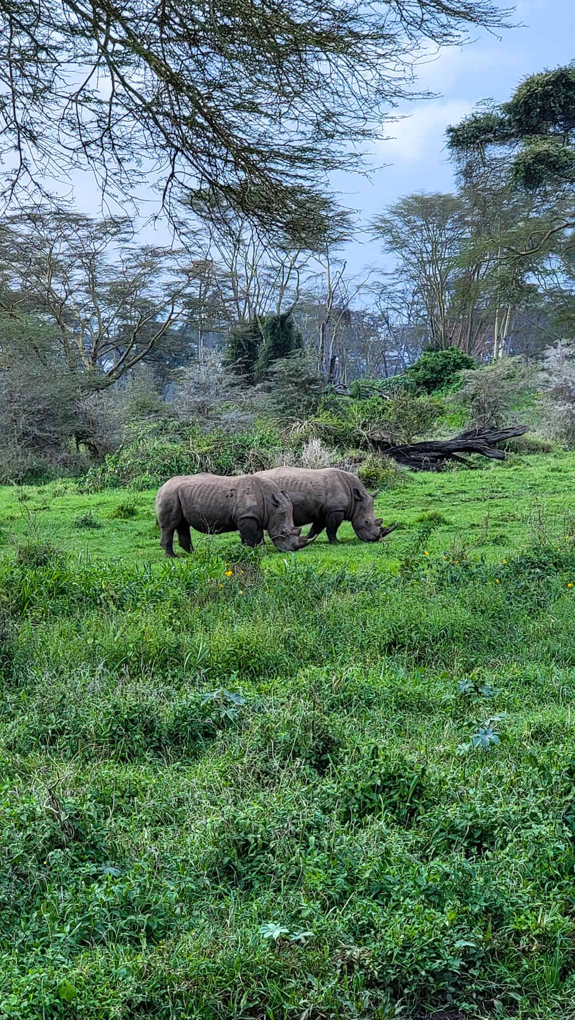 2 rhinos in the lake nakuru national park