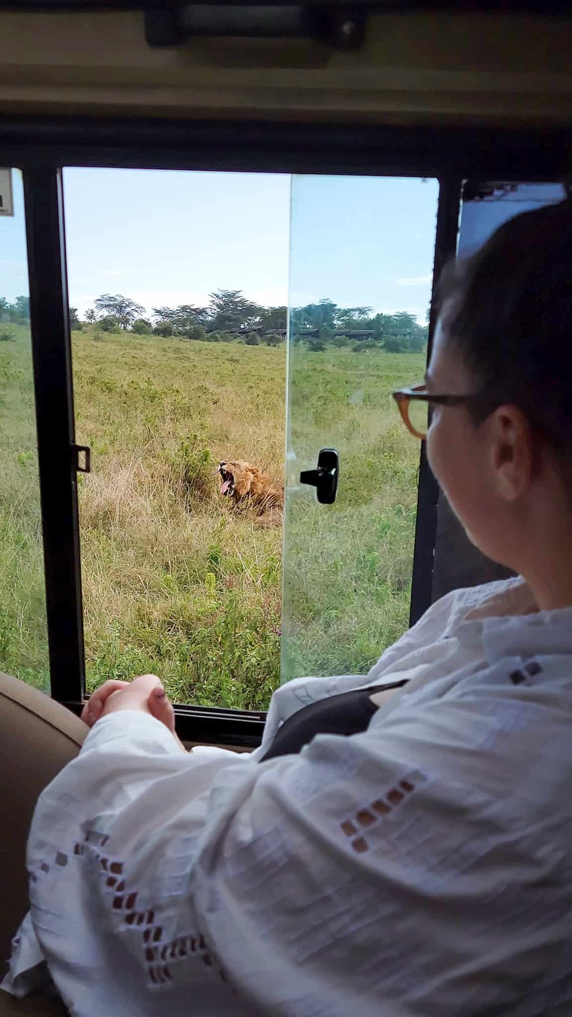 the author in a jeep and a lion outside of the jeep in a national park in kenya