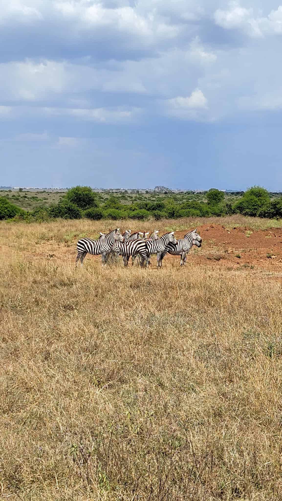 Zebras in Nairobi National Park