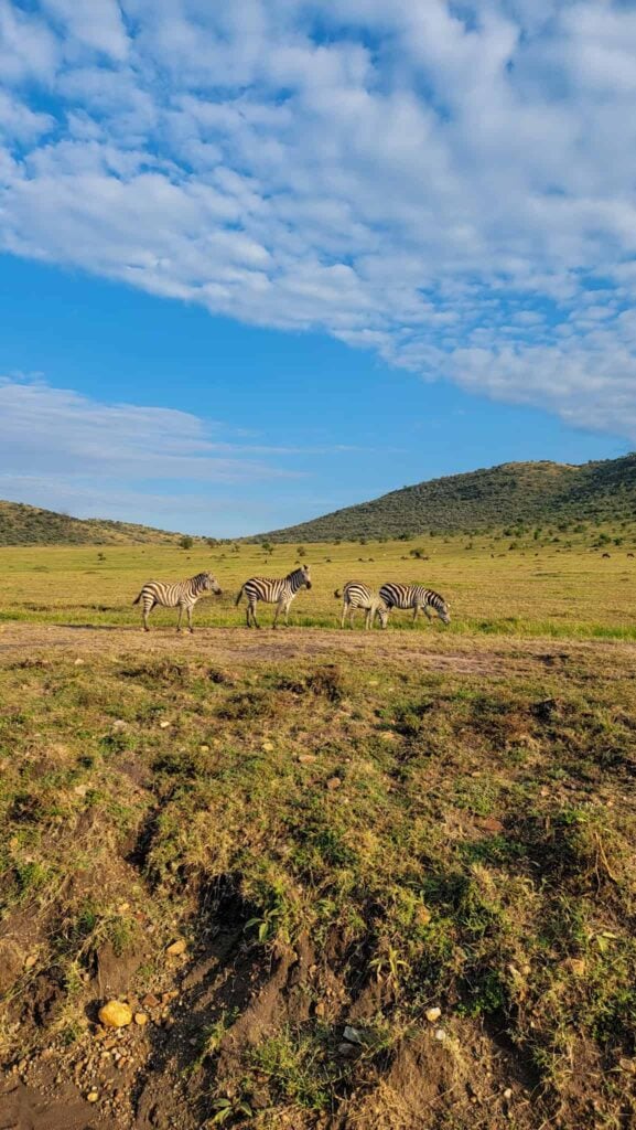 zebras in a national park in kenya