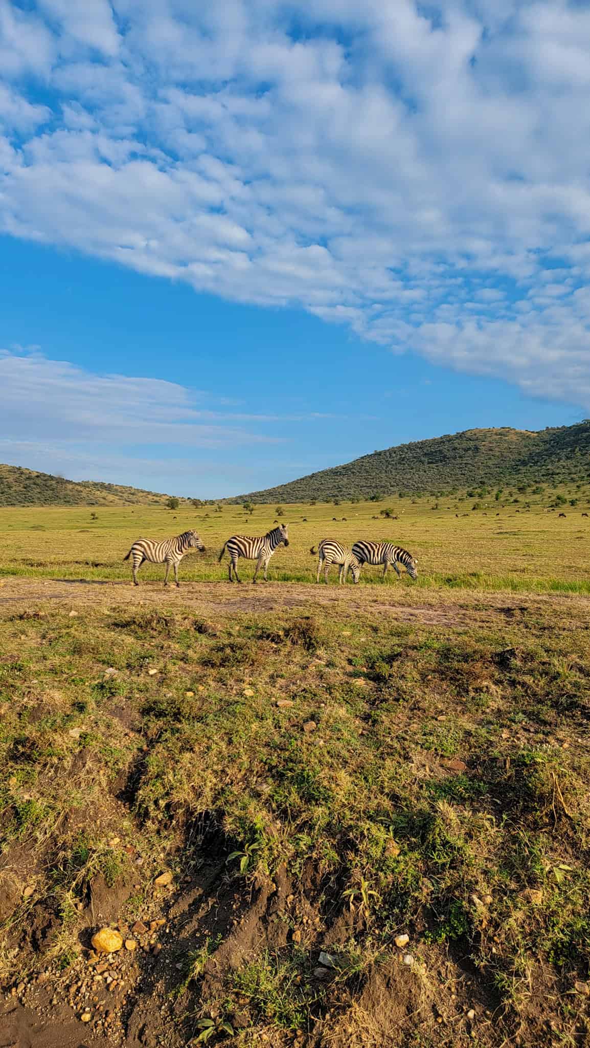 zebras in a national park in kenya