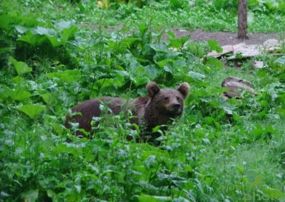 Bear in the Carpathian mountains