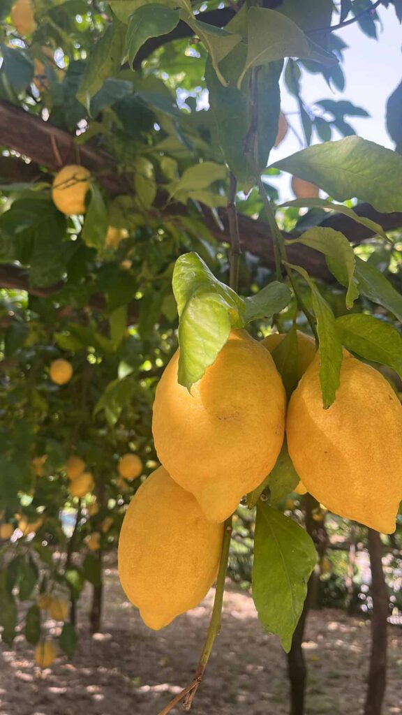 lemon trees in amalfi