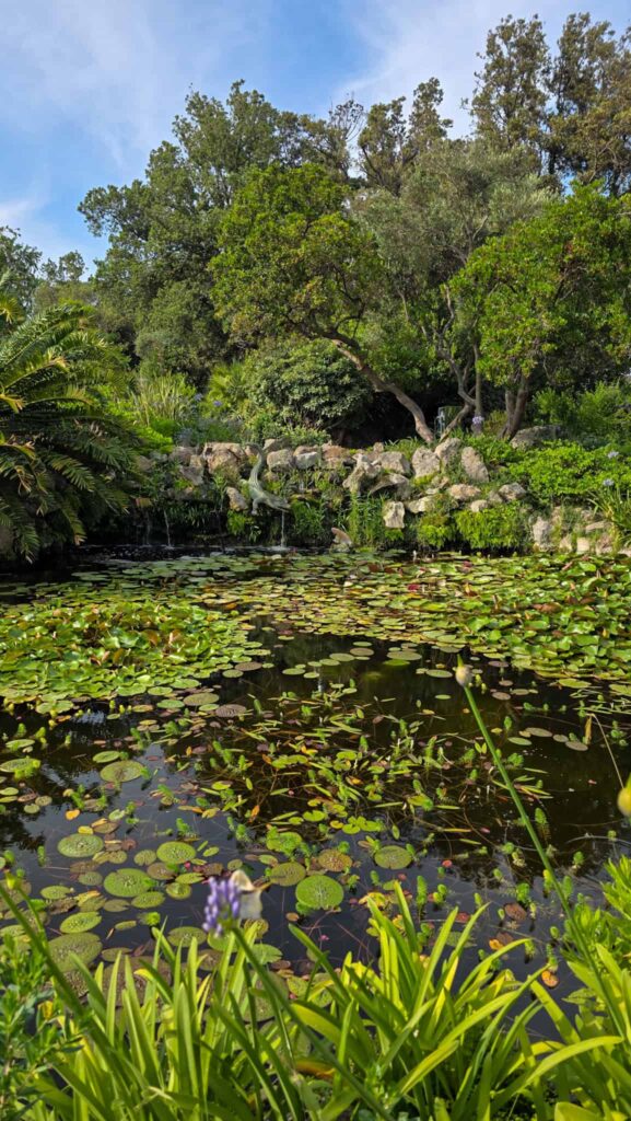 crocodile pool at giardini la mortella