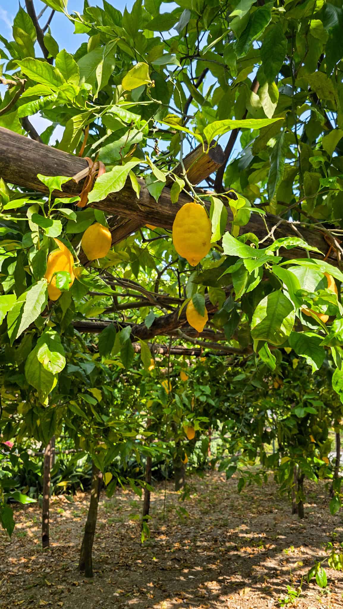 lemon groves