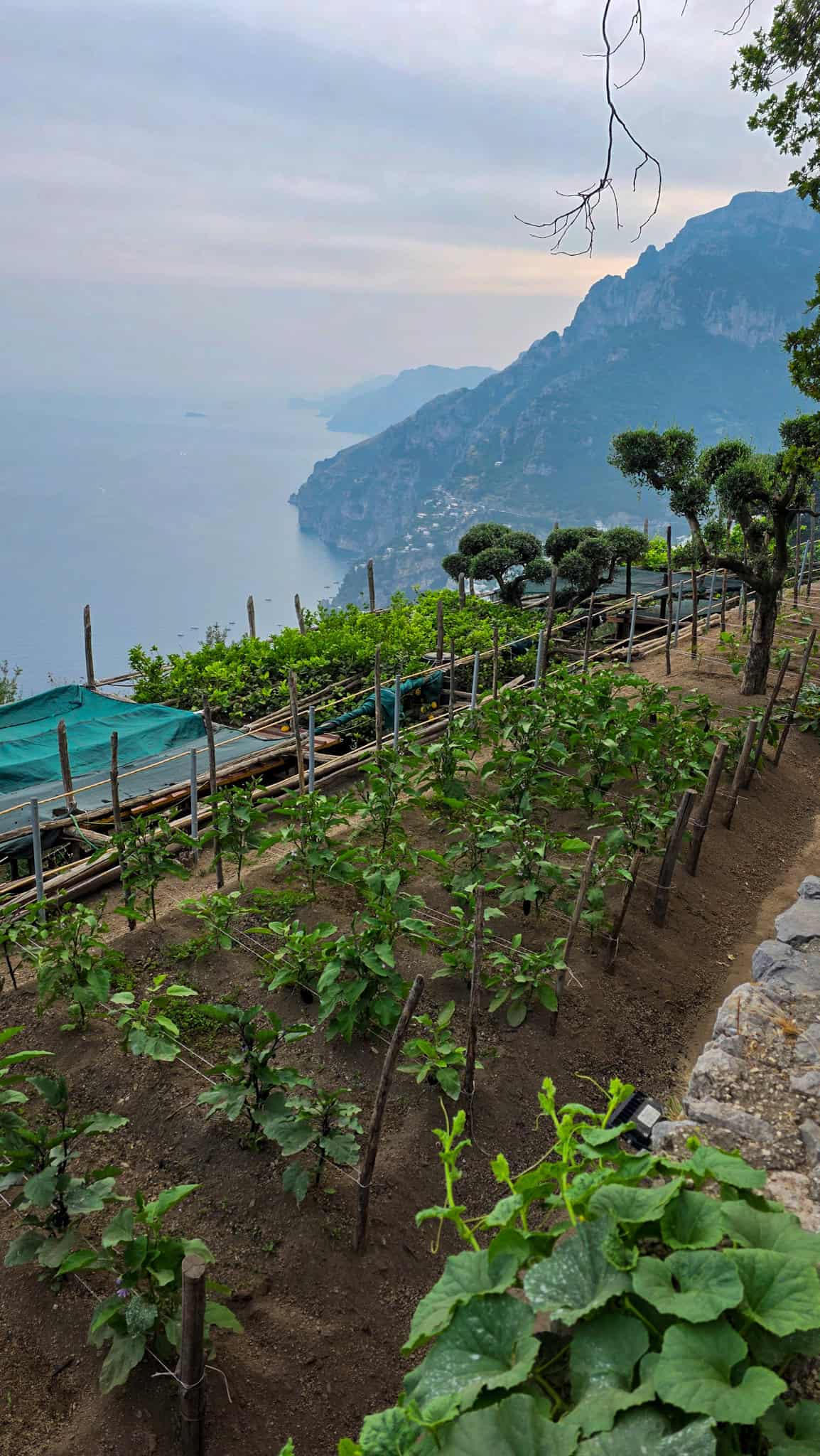 vegetables grown in the garden at la tagliata restaurant in positano