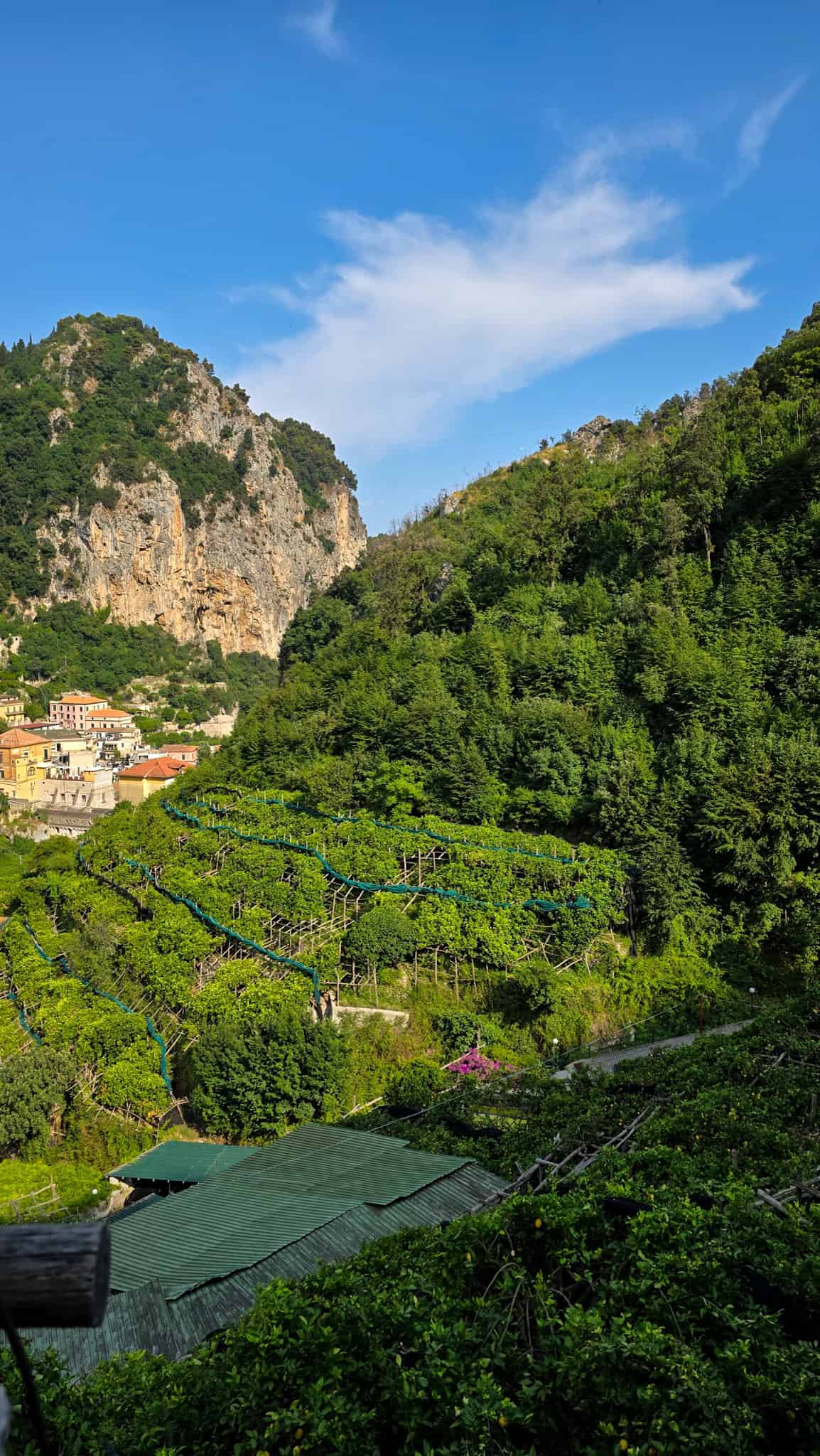 view from an amalfi lemon farm