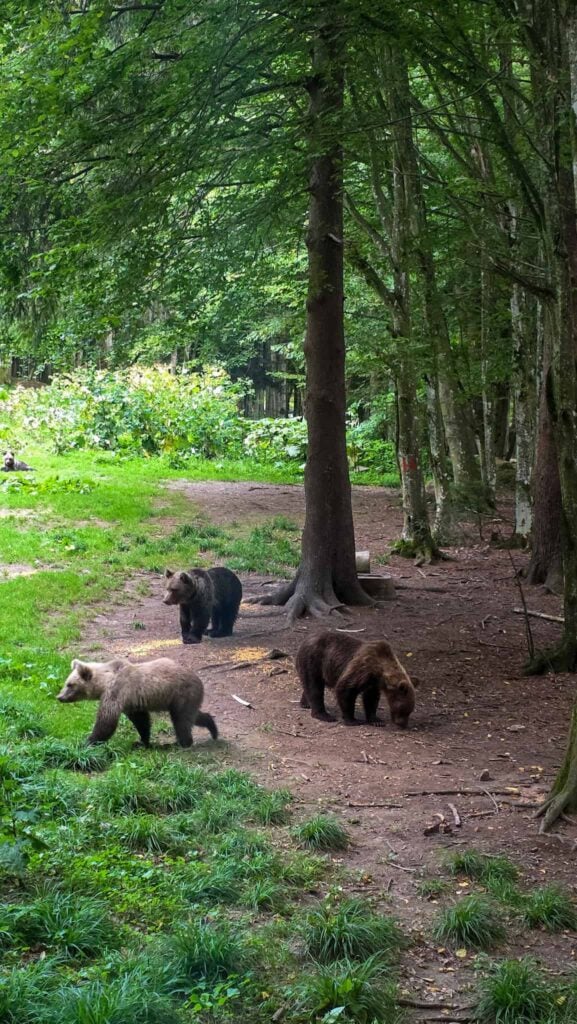 three bears at the bear observatory near brasov