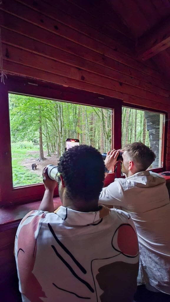 2 people taking pictures of bears at a bear observatory in transylvania, romania