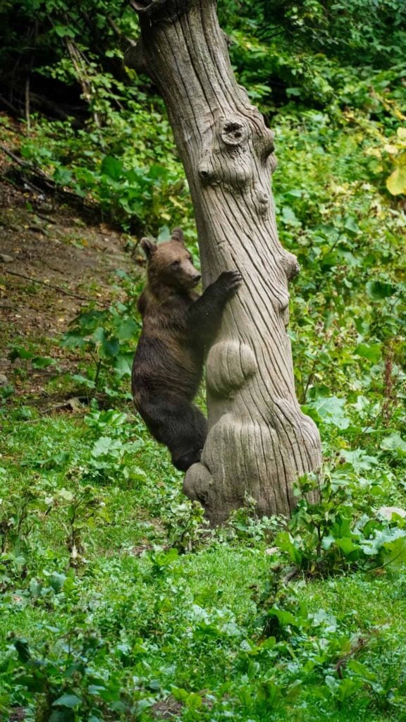 bear climbing on a tree in romania