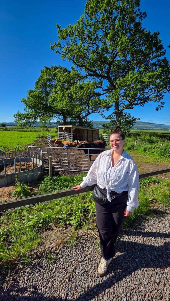 the author and the hairy cows in the scottish highlands